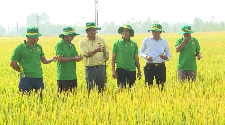Mô hình canh tác lúa “Hành trình xanh” cho năng suất đạt 9,5 tấn/ha